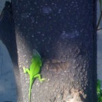 A green lizard on a tree